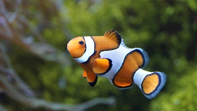 Orange Clownfish / False percula clownfish